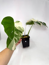 Load image into Gallery viewer, Monstera Deliciosa Albo Variegated C