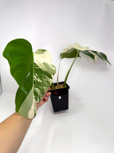 Monstera Deliciosa Albo Variegated C