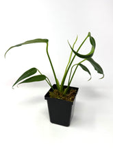 Load image into Gallery viewer, Philodendron Burle Marx Flame F