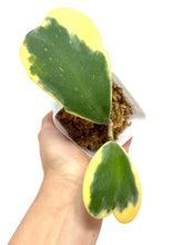 Load image into Gallery viewer, Hoya Kerrii Albo Variegated