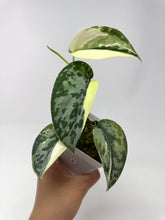 Load image into Gallery viewer, Scindapsus Mayari Variegated B