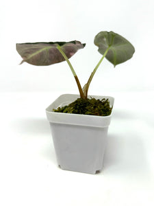 Alocasia Black Velvet Variegated C