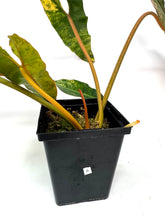 Load image into Gallery viewer, Philodendron Billietiae Variegated A
