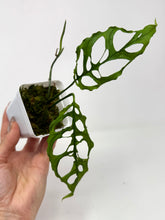 Load image into Gallery viewer, Monstera Obliqua