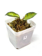 Load image into Gallery viewer, Hoya Carnosa ‘Argentea Princess’ A