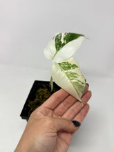 Load image into Gallery viewer, Monstera Deliciosa Albo Variegated E