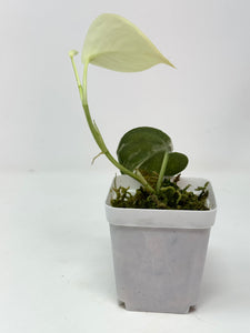 Scindapsus Mayari Variegated A