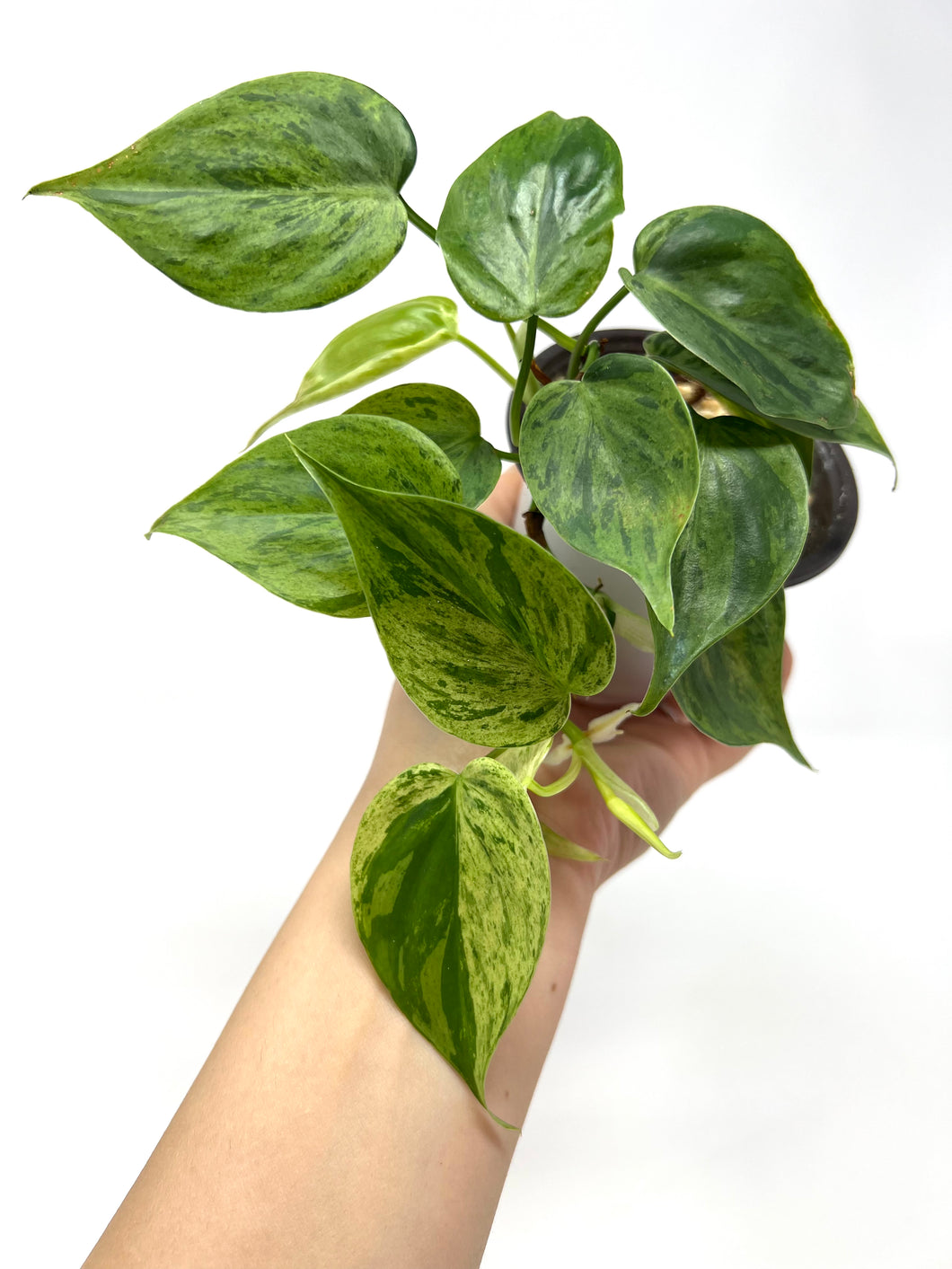 Philodendron Hederaceum Variegated