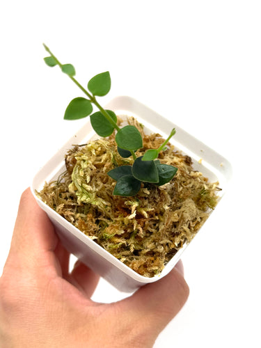 Hoya Chinghungensis