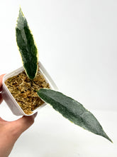 Load image into Gallery viewer, Hoya Archboldiana Albo Variegated