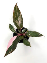 Load image into Gallery viewer, Philodendron Pink Princess