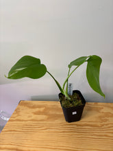 Load image into Gallery viewer, 149. Monstera Deliciosa Albo Variegated