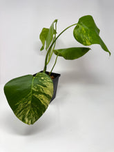 Load image into Gallery viewer, Monstera Deliciosa Aurea Variegated D