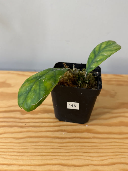 145. Hoya Deykeae