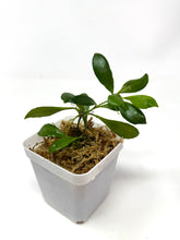 Load image into Gallery viewer, Hoya Pubera