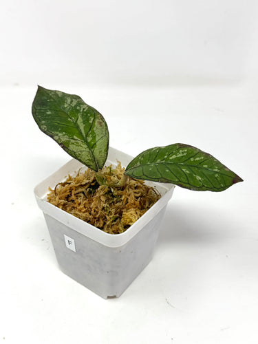 Hoya Gunung Gading Silver Ghost F