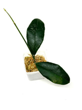 Load image into Gallery viewer, Hoya Hamiltoniorum