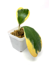 Load image into Gallery viewer, Hoya Kerrii Albo Variegated