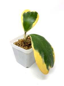 Hoya Kerrii Albo Variegated