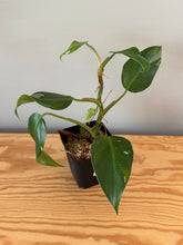 Load image into Gallery viewer, 271. Philodendron White Princess