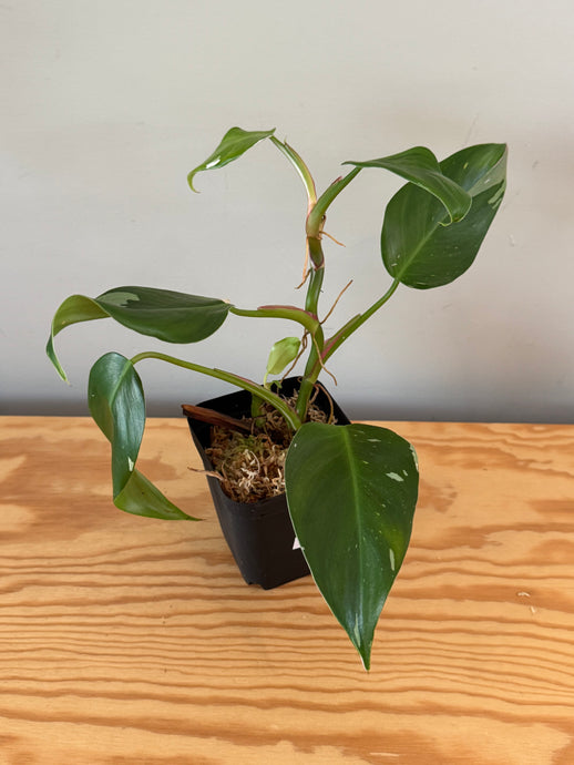 271. Philodendron White Princess