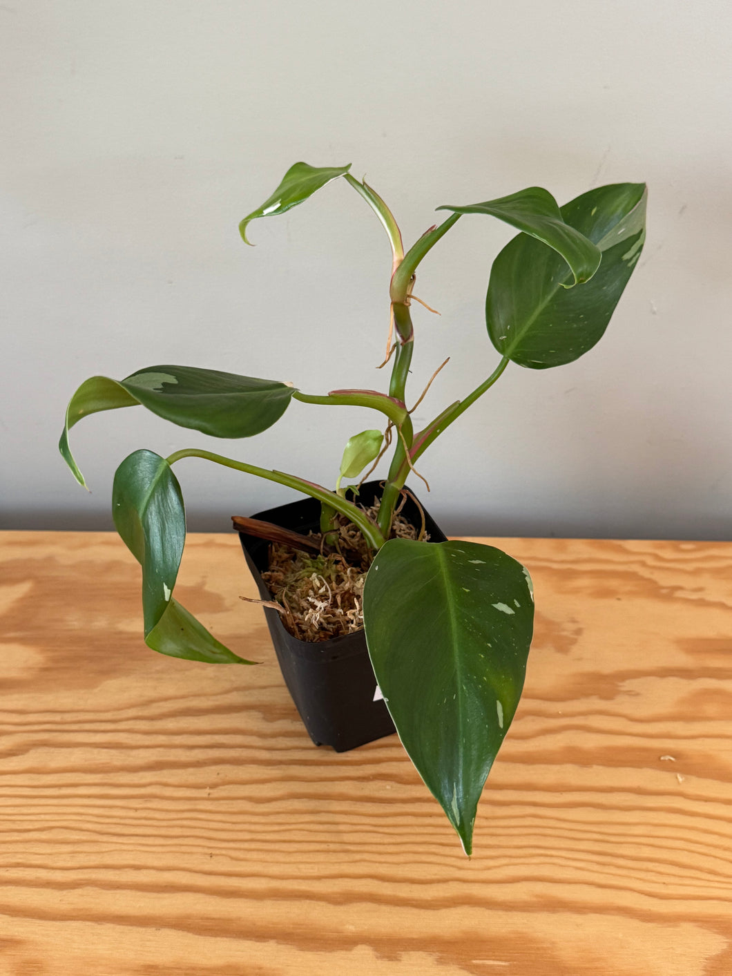 271. Philodendron White Princess