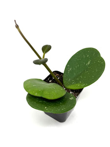Hoya Obovata