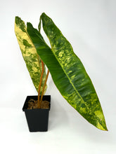 Load image into Gallery viewer, Philodendron Billietiae Variegated C