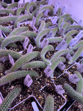 Load image into Gallery viewer, Cleistocactus Colademononis “Monkey Tail Cactus” (Long hair variant) - Ships within Canada only