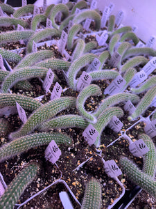 Cleistocactus Colademononis “Monkey Tail Cactus” (Long hair variant) - Ships within Canada only