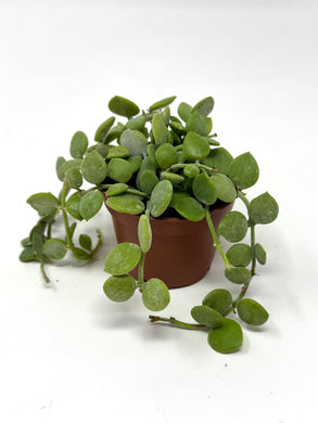 Dischidia Nummularia ‘String of Nickels’