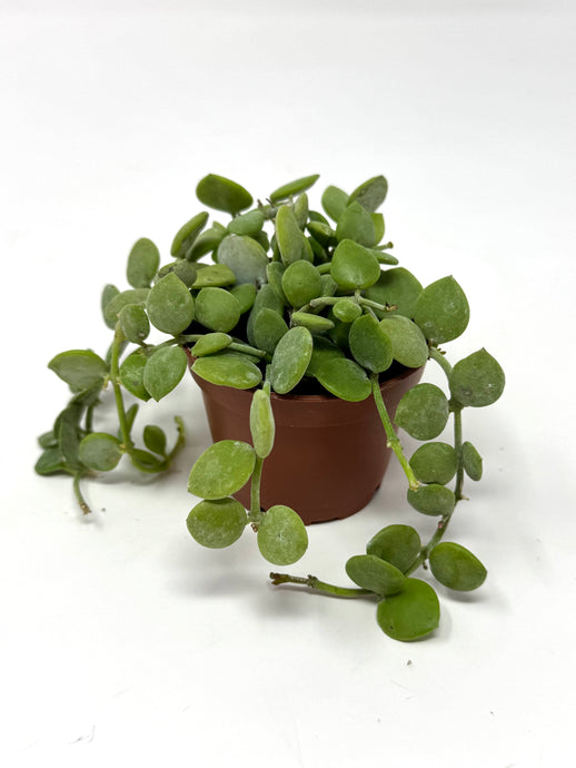 Dischidia Nummularia ‘String of Nickels’