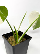 Load image into Gallery viewer, Monstera Deliciosa Albo Variegated E
