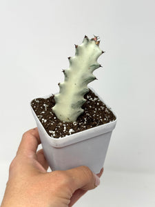 Euphorbia Lactea ‘White Ghost’ (small size) (Ships within Canada only)