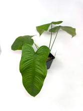 Load image into Gallery viewer, Philodendron Tenue