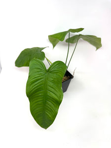 Philodendron Tenue