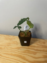 Load image into Gallery viewer, 36. Syngonium Trileaf Wonder