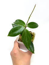 Load image into Gallery viewer, Hoya Sanguine (Mindorensis x Erythrostemma)