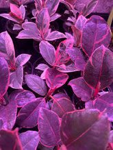 Load image into Gallery viewer, Ficus Elastica Ruby