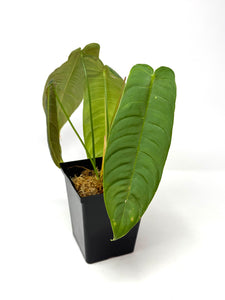 Philodendron Sharoniae