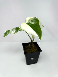 Monstera Deliciosa Albo Variegated E