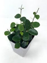 Load image into Gallery viewer, Hoya Mathilde