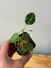 Load image into Gallery viewer, 10. Hoya Lauterbachii