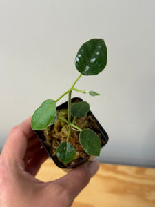 10. Hoya Lauterbachii