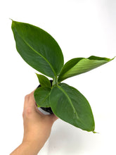 Load image into Gallery viewer, Musa Dwarf Cavendish ‘Banana Tree’