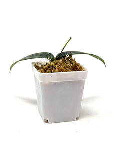 Hoya Brassii