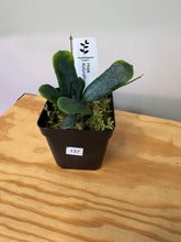 Load image into Gallery viewer, 137. Hoya Rotundiflora