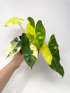 Philodendron Burle Marx Variegated