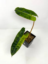 Load image into Gallery viewer, Philodendron Billietiae Variegated D