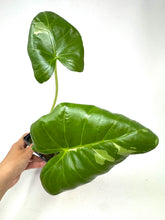 Load image into Gallery viewer, Alocasia Maccrorhiza Variegated E
